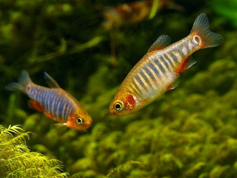 Imagem do Danio Esmeralda